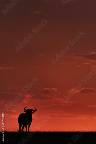 Blue wildebeest silhouetted against sunset on horizon