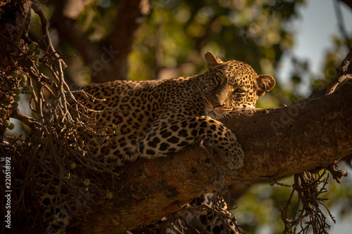 Leopard falling asleep on branch of tree