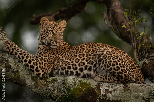 Leopard lies in tree looking for prey