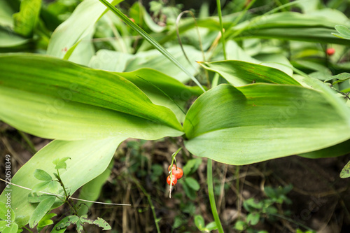 Poisonous red lily of the valley berries