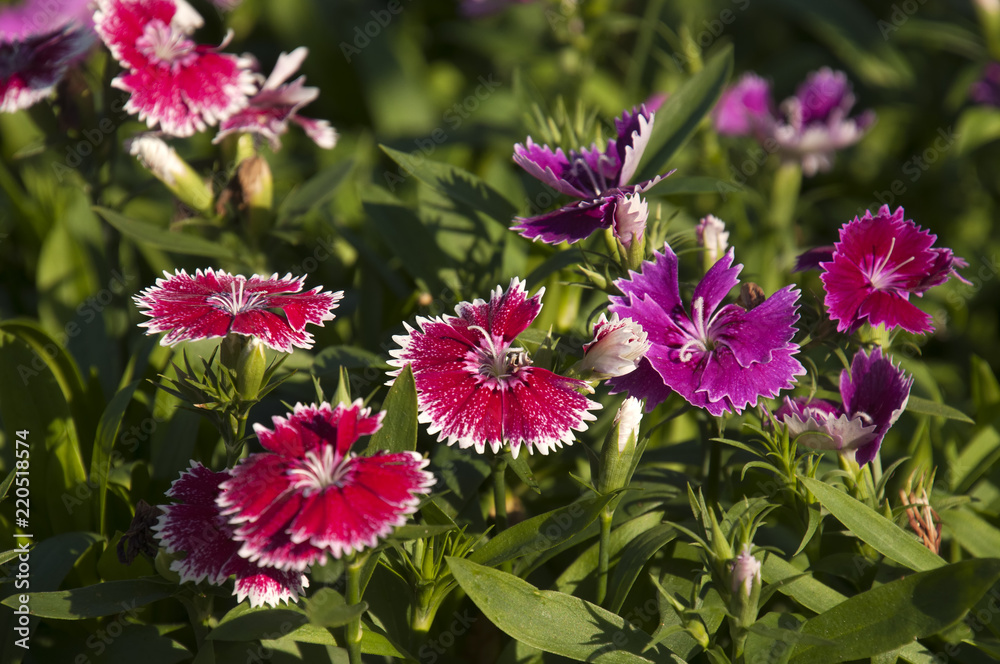 Sydney Australia, garden bed of colourful sweet william flowers Sydney Australia, garden bed of colourful sweet william flowers