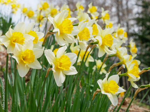 fully bloom yellow daffodil flowers in a garden