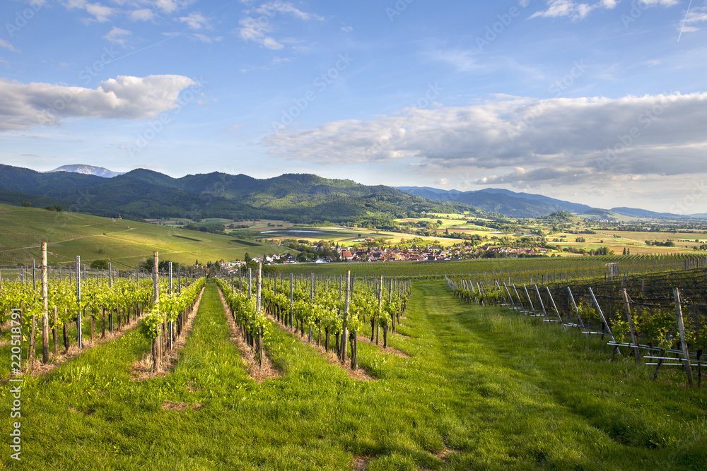 Fototapeta premium Schwarzwald_5660