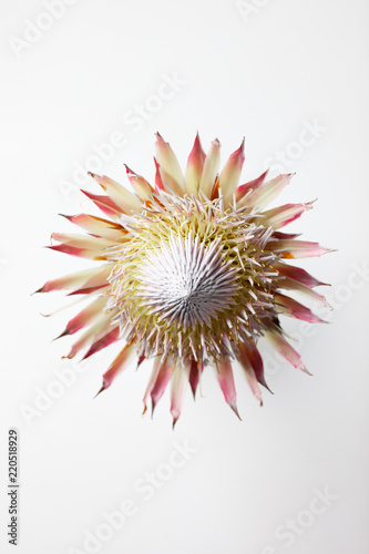 King protea