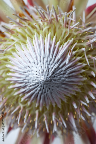 King protea