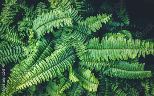 Fern green growth in the tropical forests.
