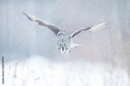 Close up of Great grey owl in flight in winter