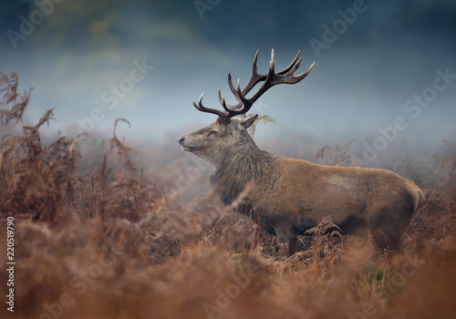 Close up of a red deer stag on a foggy autumn morning