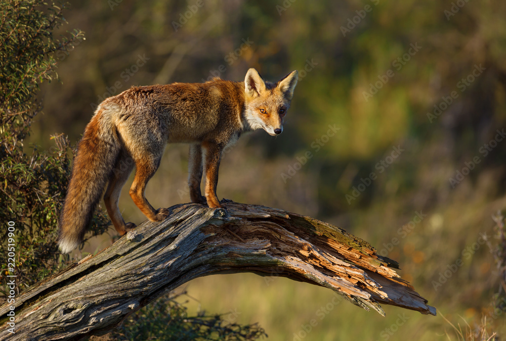 Young red fox standing on a fallen tree.