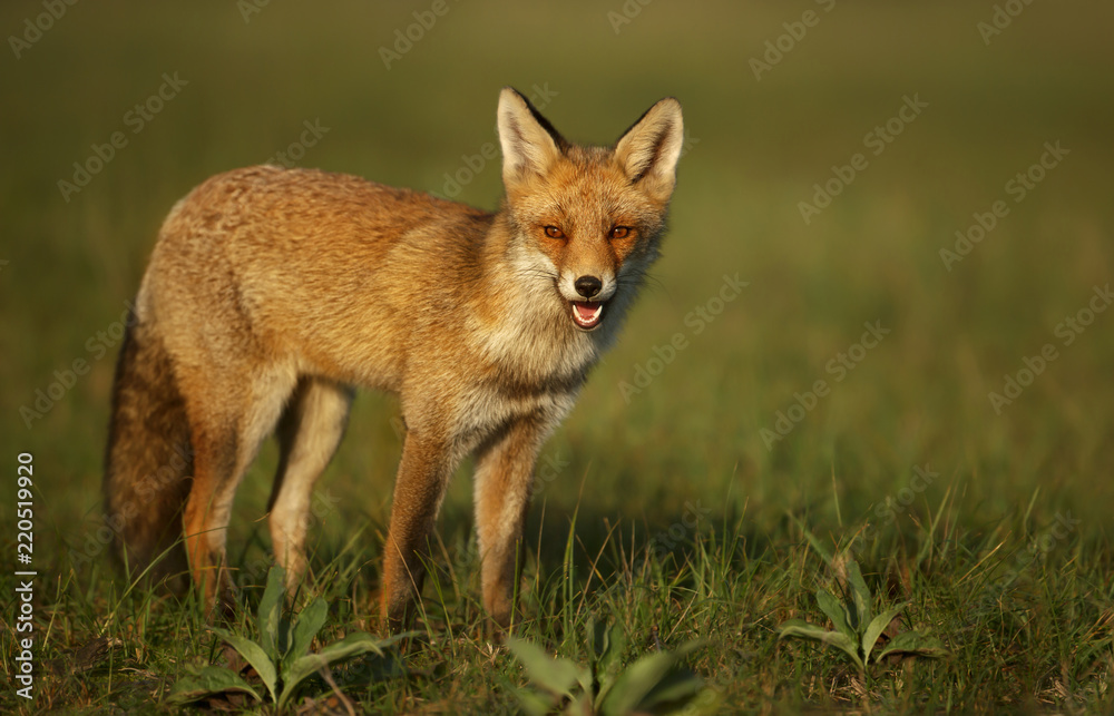 Close up of a young red fox standing on the grass