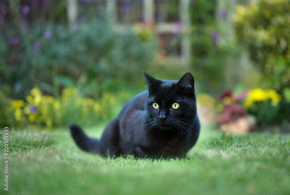 Close up of a black cat on the grass in the back yard