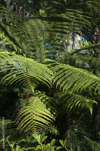 Sydney Australia, fronds of a tropical fern