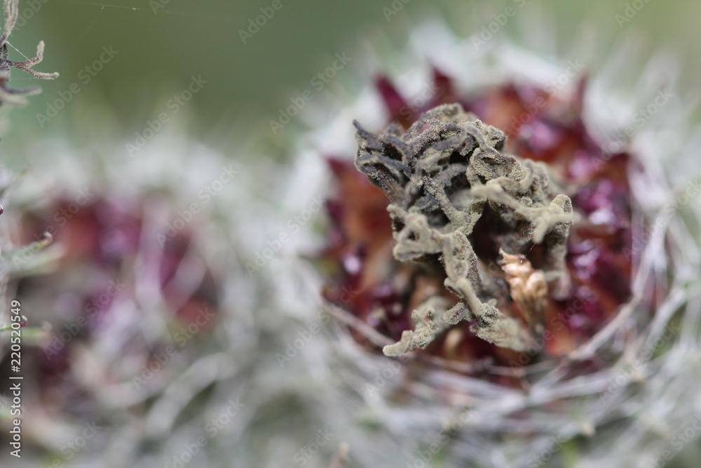 Fototapeta premium Flower, plant, thistle, nature, purple.