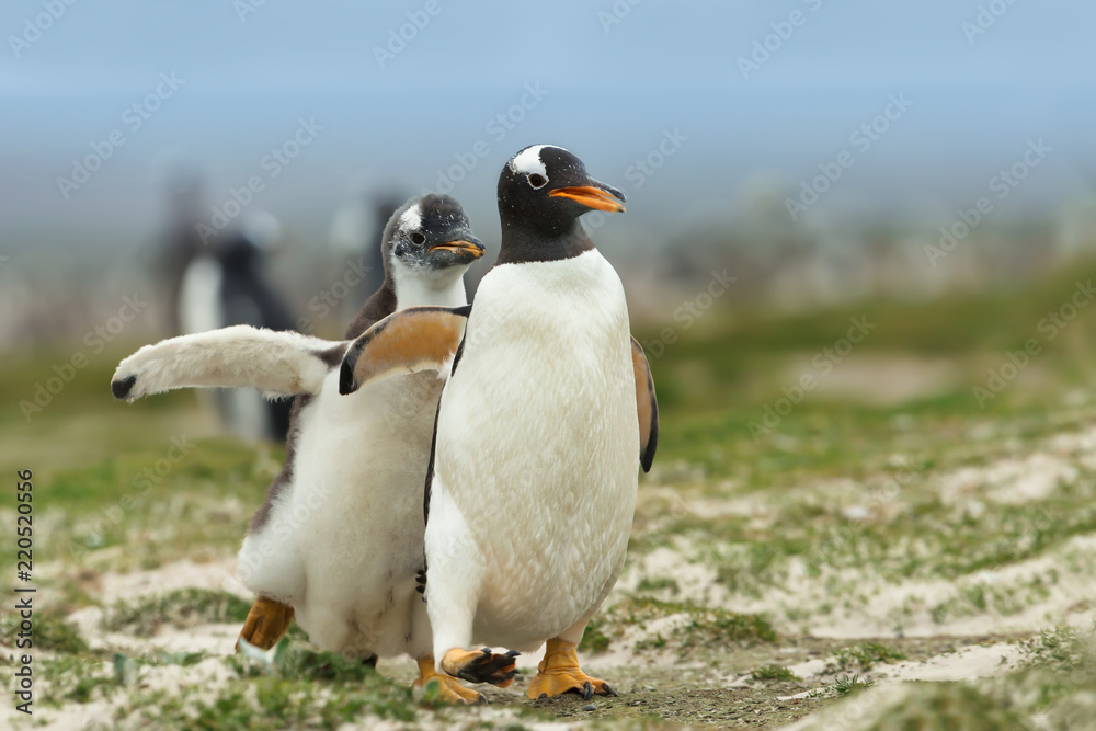 Naklejka premium Gentoo penguin chick chasing its parent to be fed