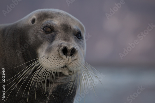 Harp seal in grauler. © KrisGrabiec