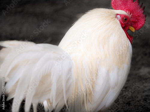 The Elegance of The Bright Chicken © wichatsurin