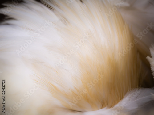 The Abstract of The Feathers photo