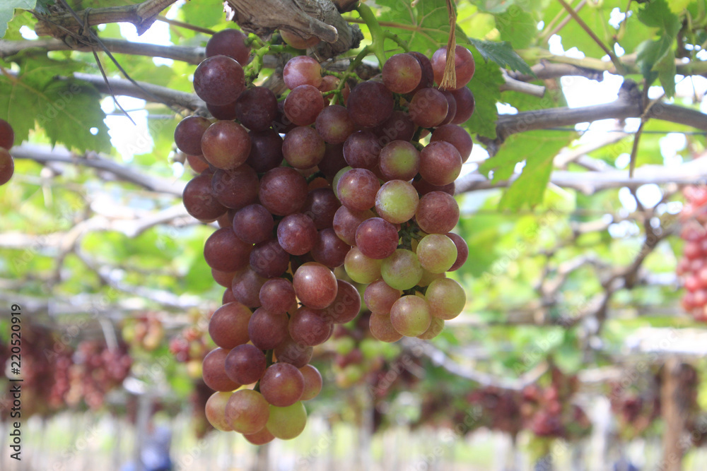 Vietnamese grape in farm Vietnamese grape in farm