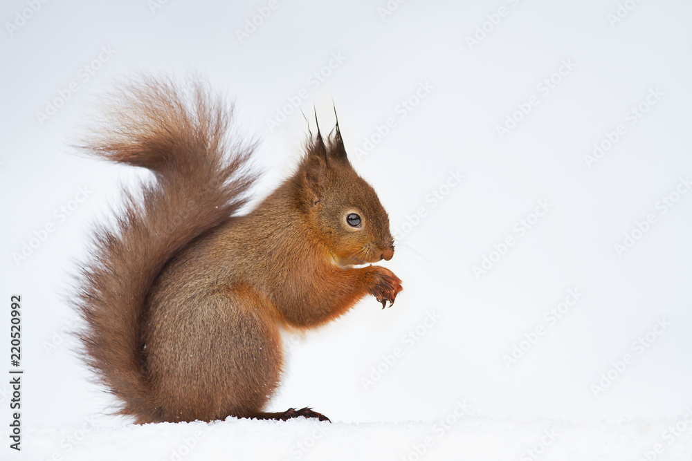 Close up of a cute red squirrel in the snow Close up of a cute red squirrel in the snow