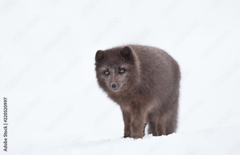Obraz premium Close up of a Blue morph male arctic fox in winter