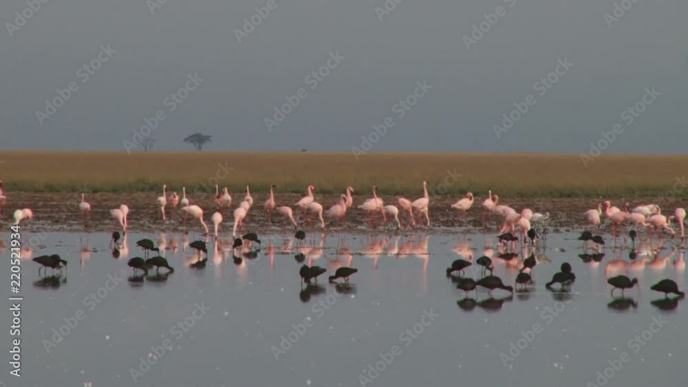 flamingos and glossy ibises eating together. flamingos and glossy ibises eating together.