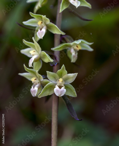 Violet Helleborine - Epipactis purpurata Closeup of single flower