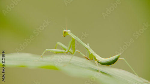 mantis are merge in natural. mantis standing on green leaf, © avs