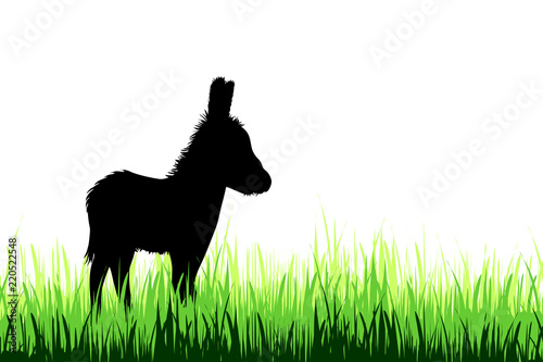 Vector silhouette of donkey on a meadow on white background.