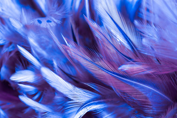 Keuken achterwand Purper Kleurrijke kippenveren in zachte tinten  © apimook