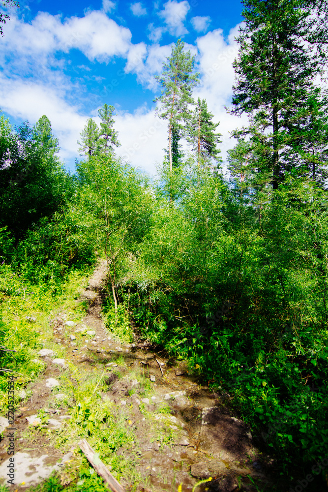 Fototapeta premium forest