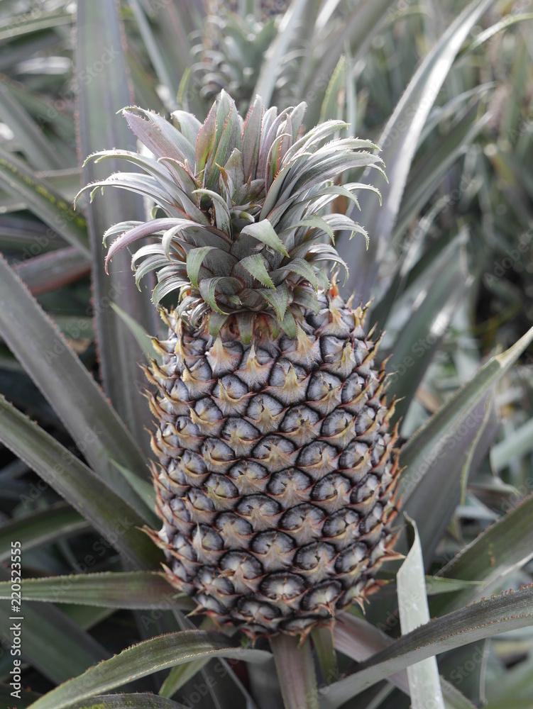 pineapples plantation