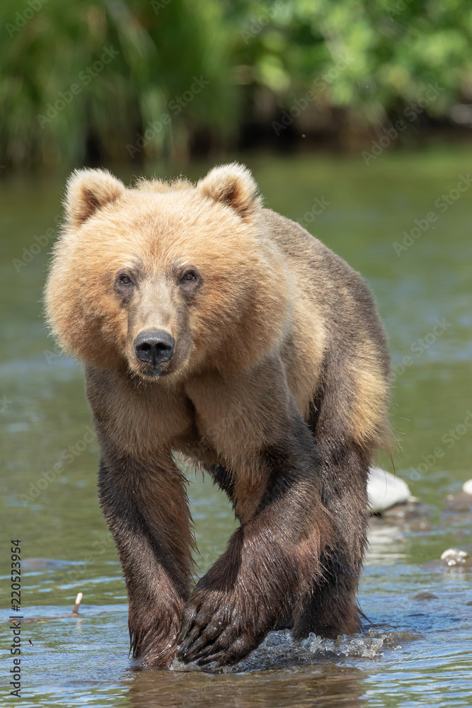 Fototapeta premium Kodiak Brown Bear