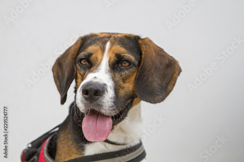 Portrait eines Beagles © Hans und Christa Ede