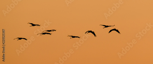 CRANES - wild birds at sunset © Wojciech Wrzesień