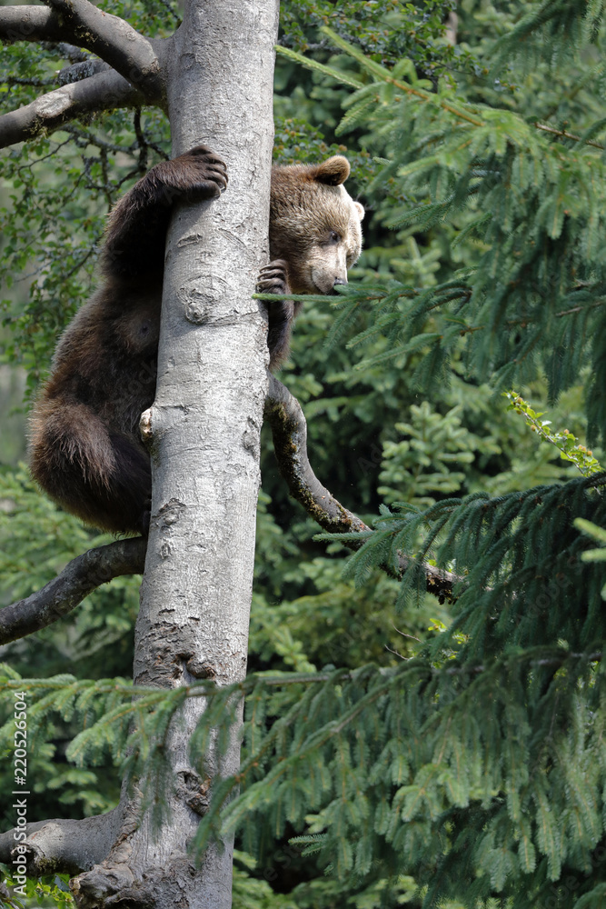 Fototapeta premium Adult Brown bear climb on the tree