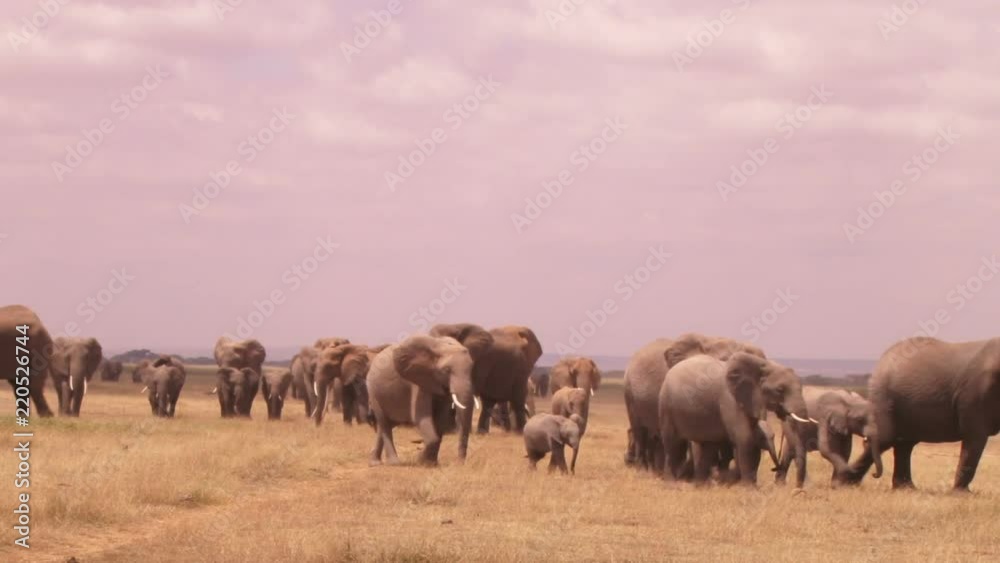 many elephants approaching camera. many elephants approaching camera.