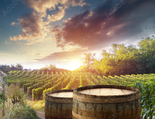 vineyard with ripe grapes in countryside at sunset