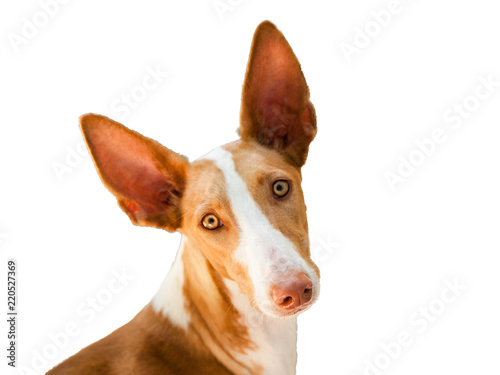 The head of Dog Podenco Canario (Podengo Portugues) Breed, red and white, isolated, close-up photo