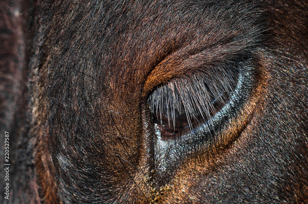 Cow eye, long eyelashes, close-up. Stock Photo | Adobe Stock