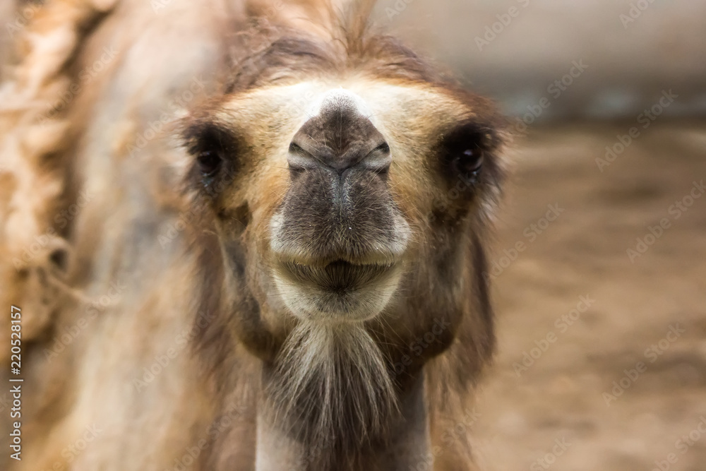 Camel closeup front view