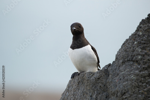 Little auk in southern Spitsbergen. photo