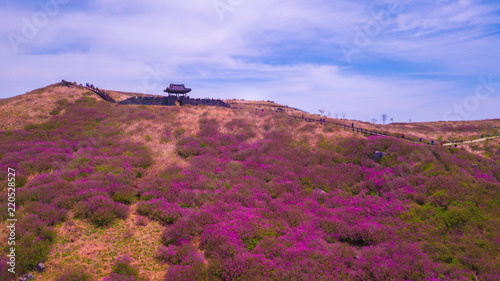 Beautiful Royal Azalea Flower at Hwangmaesan mountain in Hapcheon city of South Korea. Hwangmaesan mountain with beautiful Royal Azalea Flower during Spring season. Beautiful nature of Hwangmaesan Mt. photo