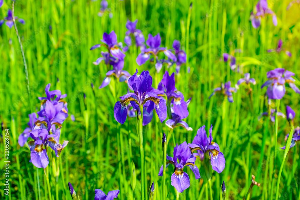 Beautiful violet-blue flowers of wild iris on green background of meadow grasses. Beautiful violet-blue flowers of wild iris on green background of meadow grasses.