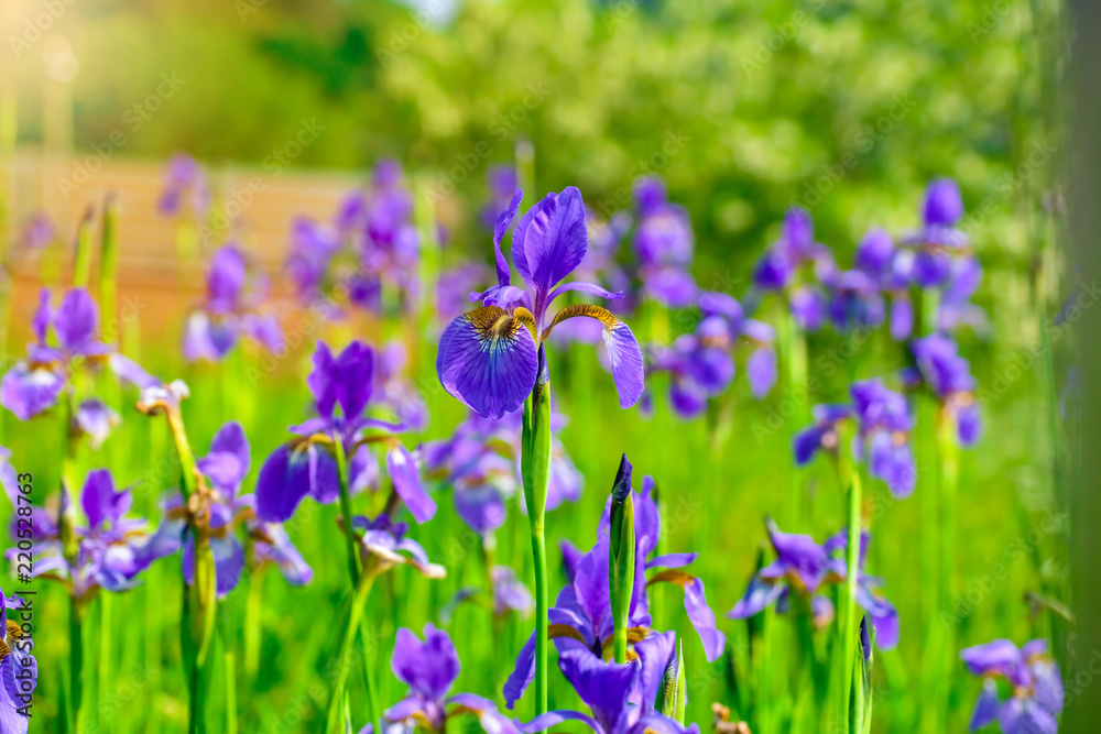 Beautiful violet-blue flowers of wild iris on green background of meadow grasses.