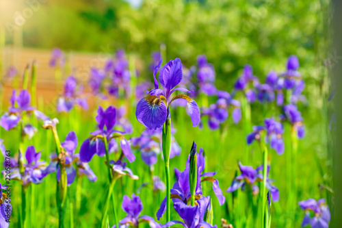 Beautiful violet-blue flowers of wild iris on green background of meadow grasses.