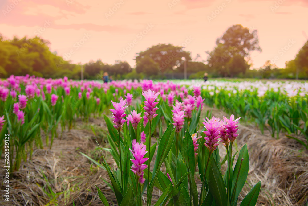 Pink flowers Siam Tulip.Beautiful morning field of flower in National Park in Thailand