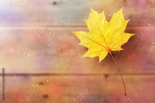Maple autumn leaf on window with water drops after rain. © juliasudnitskaya