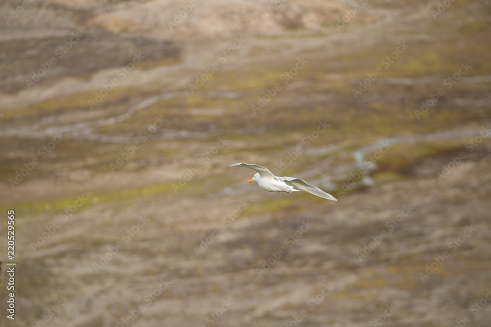 Little auk in southern Spitsbergen. Little auk in southern Spitsbergen.