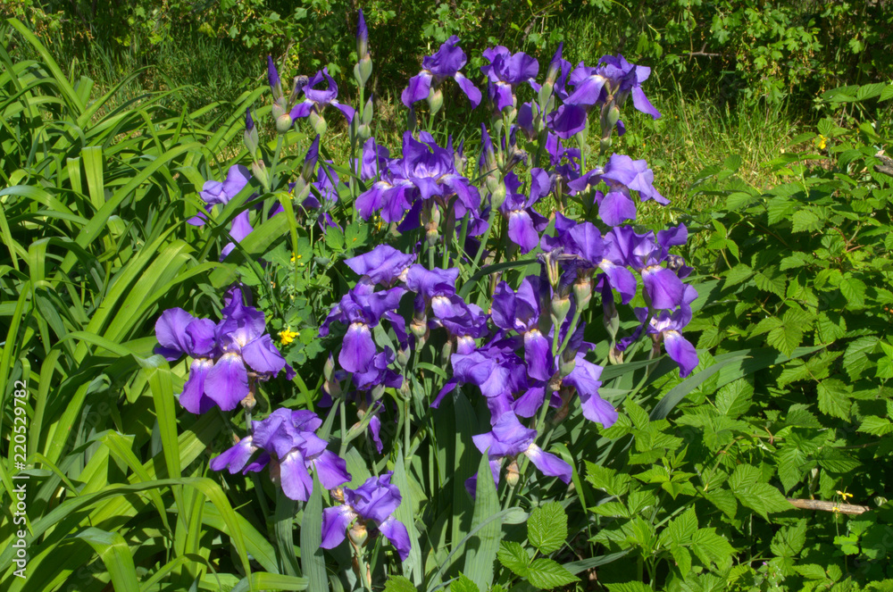 Fototapeta premium Blooming iris