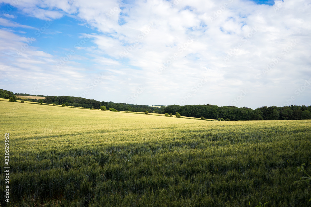 Wheat Field in England